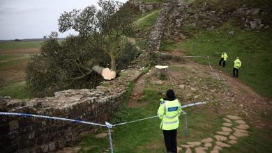 Photo of 英國著名景點“羅賓漢樹” 被惡意砍下  16歲少年被捕