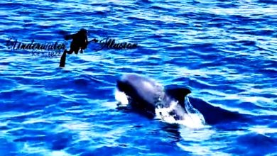 Photo of 【視頻】百隻海豚游躍海面 潛水員直呼幸運邂逅