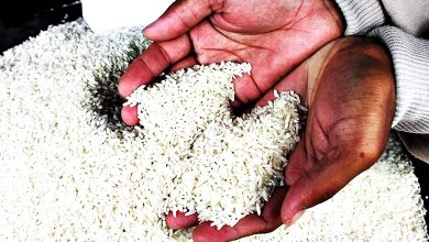 Photo of 農長：每公斤RM2.60 本地白米供應足價格受控