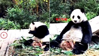 Photo of 【視頻】水果扔歪了 大熊貓死亡凝視飼養員