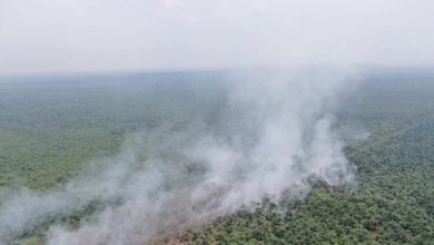 Photo of 八丁燕帶泥炭地森林大火  約24英畝林地遭吞噬