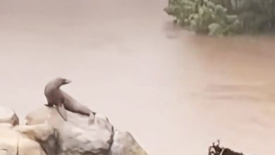 Photo of 【視頻】暴雨襲紐約 動物園海獅趁機“越獄”