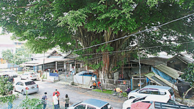 Photo of 老樹枝葉跨至對面屋 余保憑盼市局助砍伐