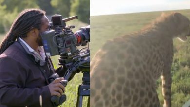 Photo of 攝影師爆BBC動物紀錄片「造假」拍攝取巧博觀眾同情加收視