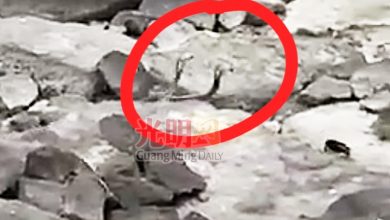 Photo of 卡巴星道蛇咬死人假的 再傳視頻2蛇現礁石處