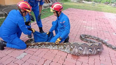 Photo of 7米蟒蛇吞羊遭捕獲