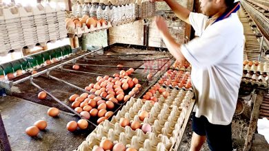 Photo of 顏清進：週期須明確 蛋農盼維持10仙補貼