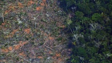 Photo of 病毒學家：氣候變化+森林砍伐 2因素或引發“X病毒”大流行