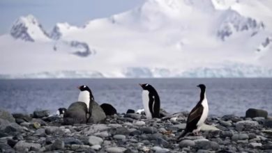 Photo of 南極首驗H5N1 企鵝等如臨大敵