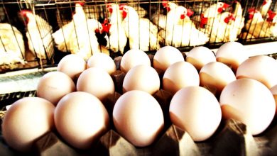 Photo of 肉雞雞蛋價格自由浮動 30日宣佈幾時落實