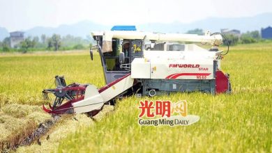Photo of 米較業者降價購稻谷 稻農不滿被壓價