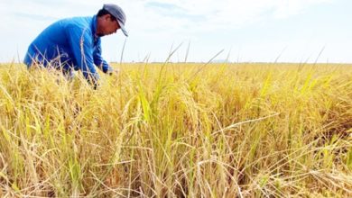 Photo of 農長：政府續補貼500 稻農售每噸米至少獲1700