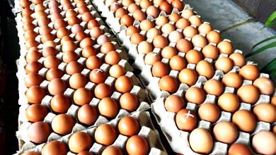 Photo of 總會：成本高減產20-30% 雞蛋供應需6至9個月恢復平常