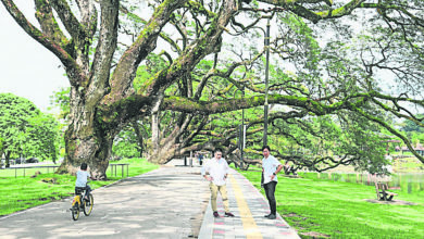 Photo of 霹蘇丹華誕跑開埠150週年 太平湖雨樹步道獲提升