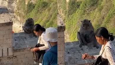 Photo of 【視頻】猴子搶手機逼用山竹換 2000萬人看傻眼