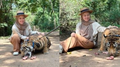 Photo of 【視頻】旅泰動物園與虎擁抱散步！女子：雖怕但一生僅一次機會