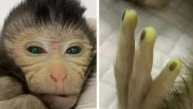 Photo of 臉和手指都是螢光色！中國成功培育出“嵌合猴”