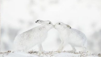 Photo of “野生動物攝影師大賽” 邀公眾網上投選