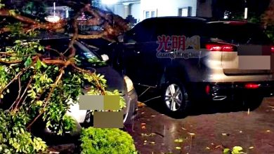 Photo of 狂風暴雨襲北海 樹倒壓3車嚇壞司機