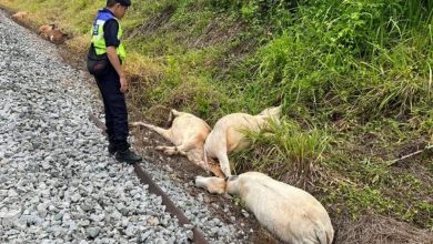 Photo of 火车撞死軌道14頭牛  警方：主人不能再放任牛！