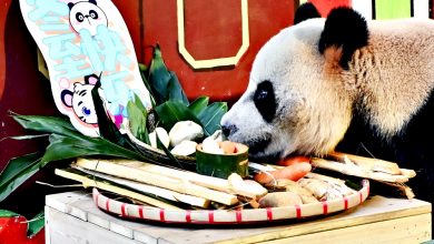 Photo of 廣州長隆動物嘗美食過冬