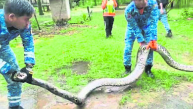 Photo of 120公斤蟒蛇躲雞籠被捉