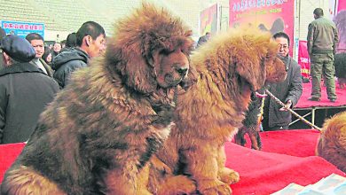 Photo of 成都公佈禁養35種大型犬