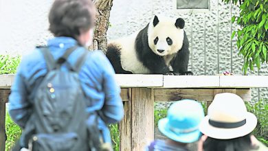 Photo of 旅日大熊貓旦旦 因病延後一年回國