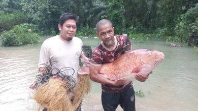 Photo of 水災意外收獲 漁民捕獲18公斤重紅吉羅魚