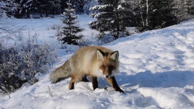 Photo of “網紅狐貍”躺雪地亡 疑遊客過度喂食致腎衰竭