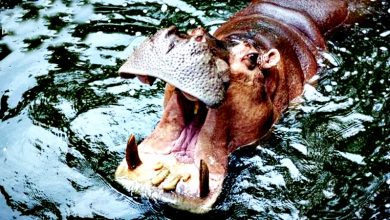 Photo of 動物園員工清潔圍欄 慘遭河馬襲擊亡