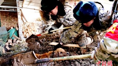 Photo of 【甘肅地震】掩埋逾30小時 陷泥漿金毛犬獲救