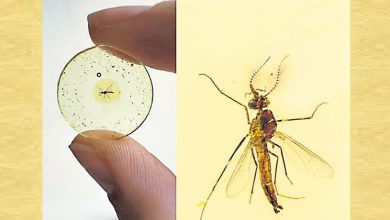 Photo of 距今1.3億年  中發現最古老的蚊子
