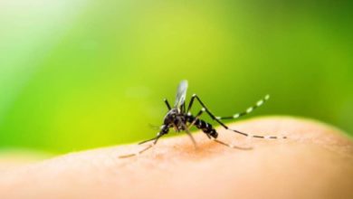 Photo of 衛生總監：熱點地區減少 第3週蚊症增至3971宗