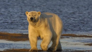 Photo of 全球首例 阿拉斯加北極熊感染H5N1禽流感死亡