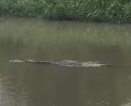 Photo of 哥打丁宜班底河出現鱷魚？警方：未接獲投報無從查證