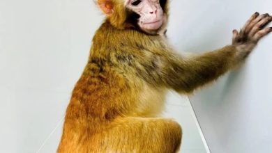 Photo of 重大突破！ 中國科學家首次用新方法克隆恒河猴