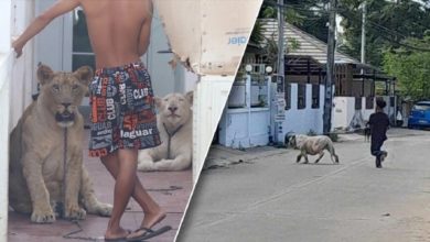 Photo of 有人街上“遛獅子”  嚇壞居民報警卻不理