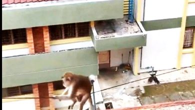 Photo of 猴子大學宿舍樓頂滑電纜 學生：外出門窗沒關會入侵