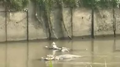 Photo of 鱷魚浮游USJ河流視頻廣傳  野生動物保護局展開調查