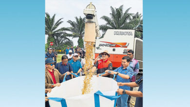 Photo of 應對漲價PKPS泥炭地種植  雪飼料玉米首收118噸