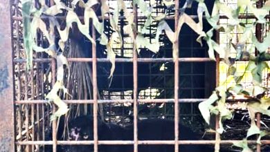 Photo of 設籠兩個半月 和豐4歲黑豹落網