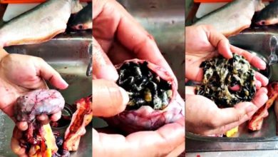Photo of 【視訊】釣客：別在吃飯時看 超重巴丁魚 滿肚子吸螺
