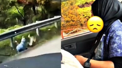 Photo of 【視訊】被猴襲擊女子斜坡旁滾地 一家雲頂下山路段停車相救