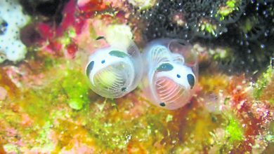 Photo of 衝繩網絡爆紅可愛怪生物 骷髏熊貓海鞘確認新品種