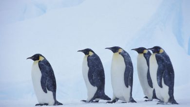 Photo of 禽流感入侵南極 數萬企鵝這下慘了！