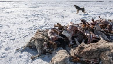 Photo of 蒙古嚴冬迎暴風雪  200多萬牲畜死亡