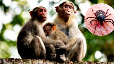 Photo of 印度南部爆發“猴熱病” 患者腦損傷異常出血 2人染疫身亡