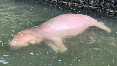 Photo of 【視頻】粉紅河馬浮屍池中？ 動物園：肥而不溺