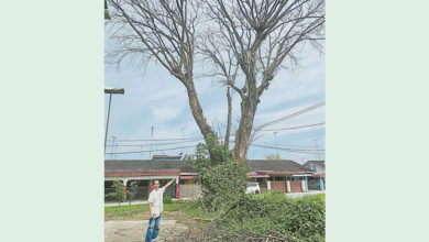 Photo of 籃球場大樹被雷擊  枯樹威脅運動者安全